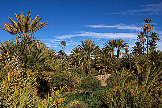 摩洛哥,棕榈树,小树林,沙漠