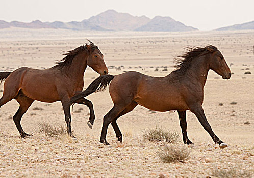 纳米比亚,野马,跑,纳米布沙漠