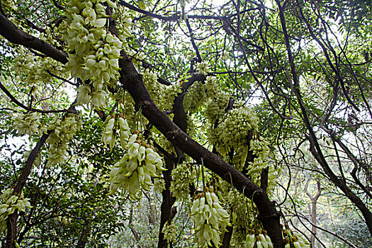 花卉,禾雀花