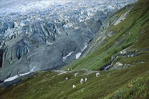 石山羊,雪羊,牧群,旅行,边缘,冰河,奇奈峡湾国家公园,阿拉斯加