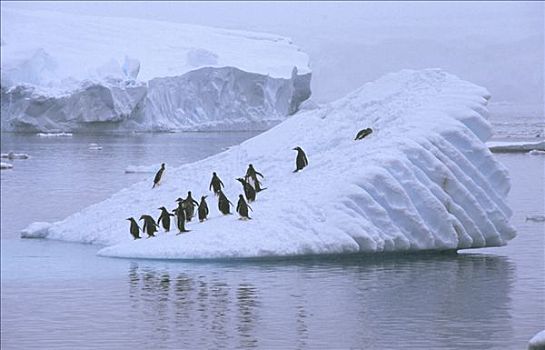 巴布亚企鹅,群,冰山,海峡,南极