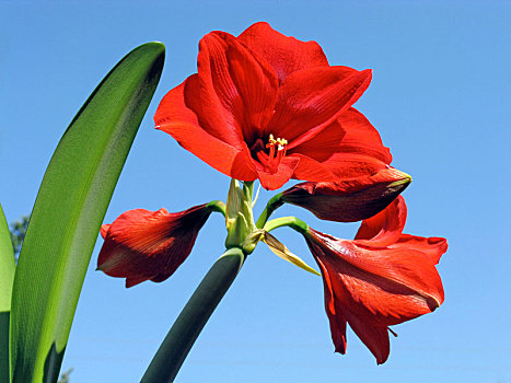 深红色,花,孤挺花,品种,开普敦