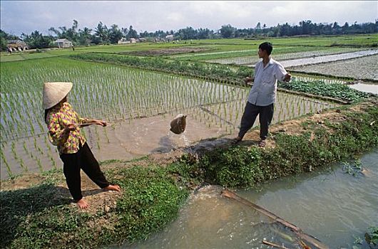 农民,灌溉,稻田