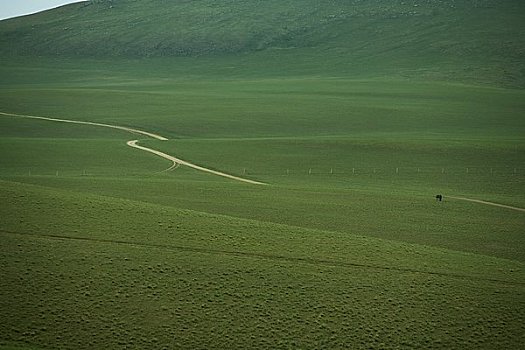 马,放牧,草地,内蒙古,中国