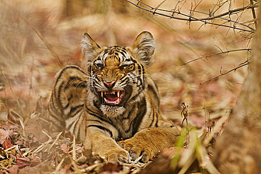 皇家,孟加拉虎,幼兽,哈欠,虎,自然保护区,印度