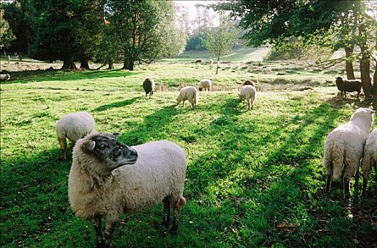 绵羊,放牧,乡野,靠近,菲尼斯泰尔,布列塔尼半岛,法国