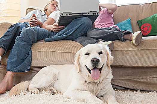 家庭,使用笔记本,沙发,宠物,狗,前景
