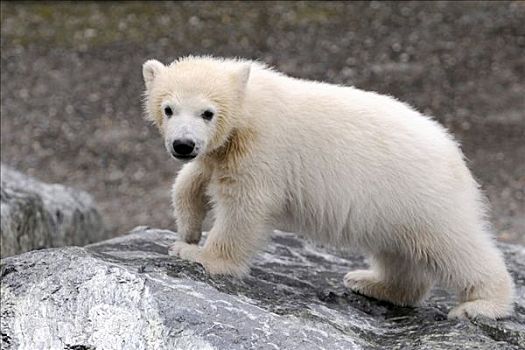 北极熊,幼兽,年轻,斯图加特,动物园,德国,欧洲