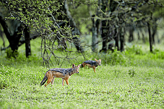 坦桑尼亚,塞伦盖蒂国家公园,黑背胡狼