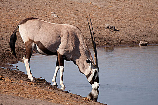 纳米比亚,埃托沙国家公园,长角羚羊,喝,水坑