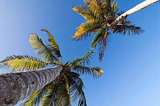 棕榈树,树,干盐湖,水,海滩,岛屿,玛格丽塔酒,委内瑞拉,南美