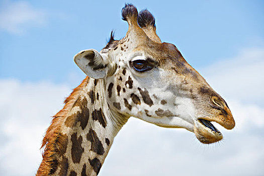马赛长颈鹿,长颈鹿,头像,马赛马拉国家保护区,肯尼亚,非洲