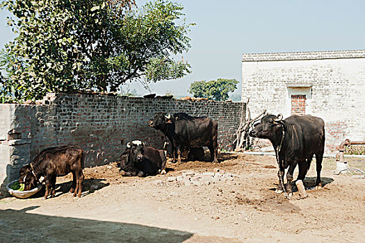 水,水牛,脱落,印度