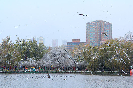 昆明翠湖公园雪景