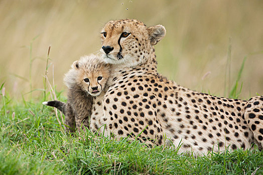 印度豹,猎豹,女性,幼兽,几个,塞伦盖蒂,裂谷省,肯尼亚,非洲