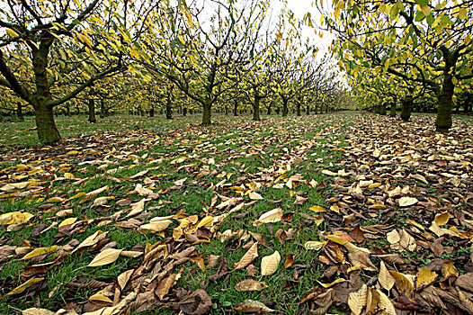果园,秋天,落叶,英格兰,英国,欧洲