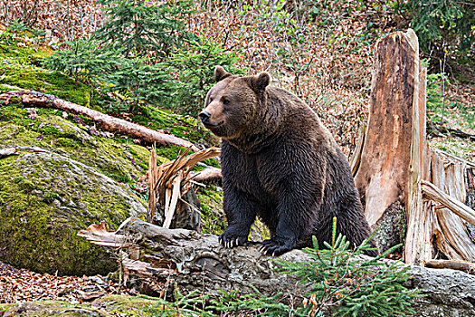 棕熊,雄性,俘获,动物,围挡,巴伐利亚森林国家公园,巴伐利亚,德国,欧洲