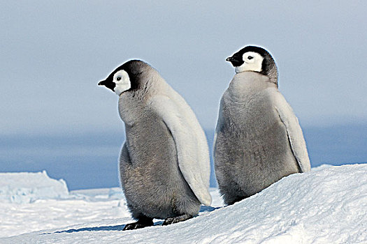 年轻,帝企鹅,幼禽,雪丘岛,威德尔海,南极