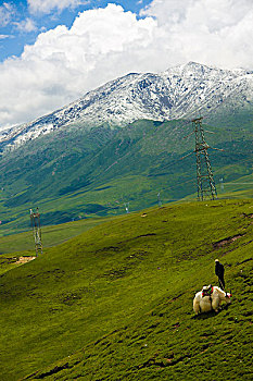日月山上的牦牛与藏民