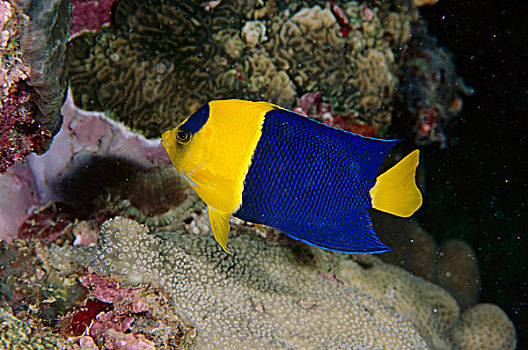 蓝色,金色,刺蝶鱼,双色,万鸦老,印度尼西亚