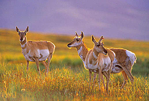 叉角羚,蒙大拿