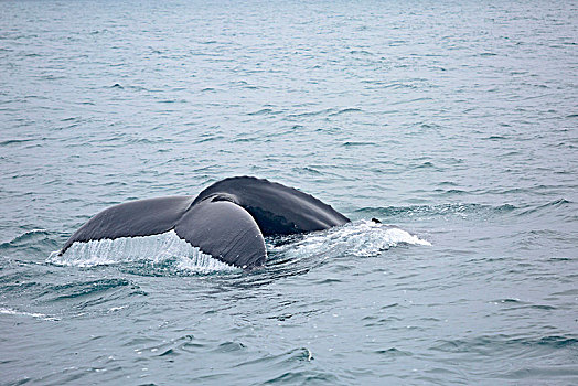 驼背鲸,湾,北方,冰岛