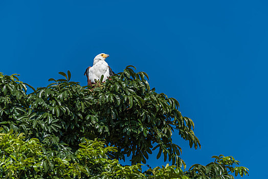 非洲鱼鹰,树梢,阳光
