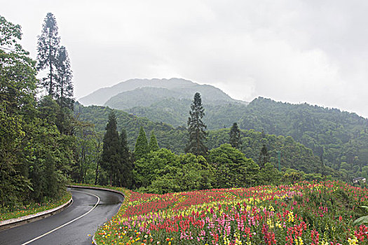 鲜花公路