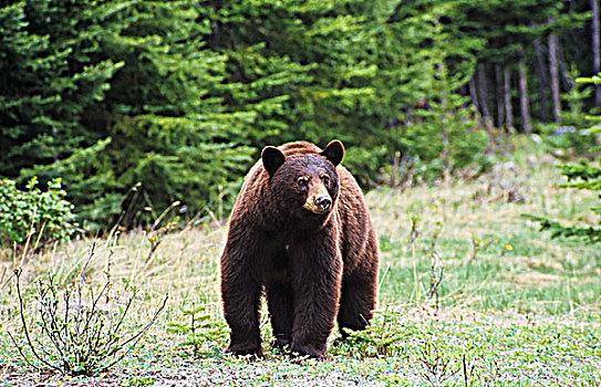 桂皮,褐色,黑熊,不列颠哥伦比亚省,加拿大