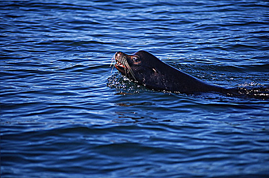 加州海狮,游泳,温哥华岛,不列颠哥伦比亚省,加拿大