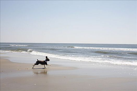 狗,跑,海滩,海特瑞斯角,北卡罗来纳,美国