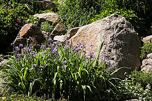 紫色,鸢尾,花,大,石头,后院,花园,春天
