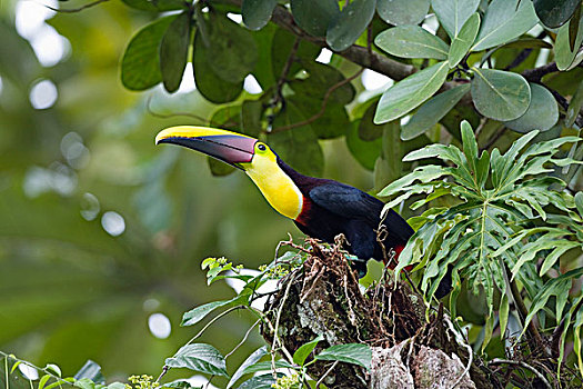 巨嘴鸟,哥斯达黎加