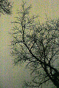 夜色中的树枝