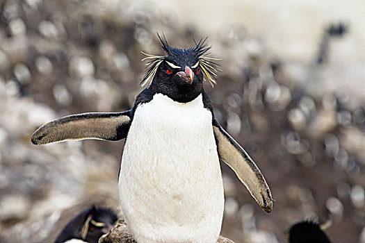 凤冠企鹅,南跳岩企鹅,一个,脚蹼,福克兰群岛