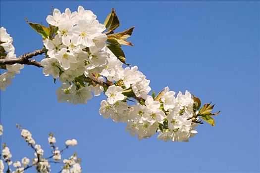 花,樱花