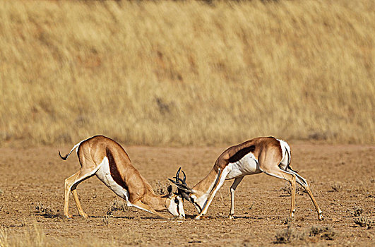 跳羚,争斗,雄性,卡拉哈里沙漠,卡拉哈迪大羚羊国家公园,南非,非洲
