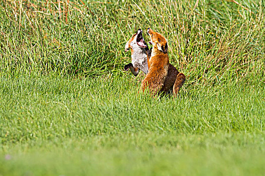 红狐,狐属,争斗,草丛,英格兰东南,英国,欧洲
