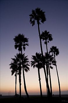 棕榈树,日落,威尼斯海滩,洛杉矶,加利福尼亚,美国