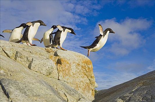 阿德利企鹅,跳跃,石头,石台,礁石,西部,南极