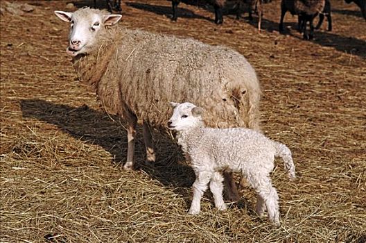 白色,绵羊,羊羔,梅克伦堡前波莫瑞州,德国,欧洲