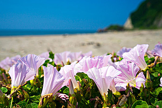 假的,旋花,日本海,海边,线条