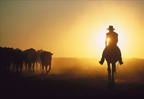 牛仔,骑马,放牧,牛,日落,澳大利亚