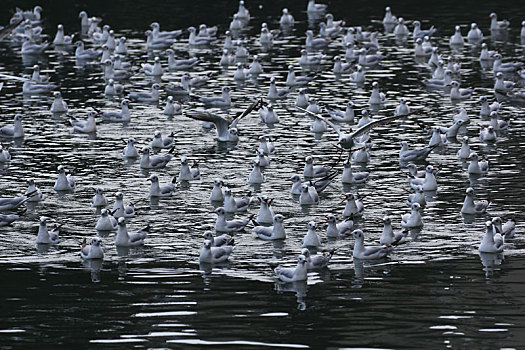 湖面上的一群海鸥