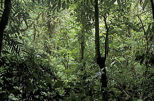 哥斯达黎加,蒙特维多云雾森林自然保护区,风景