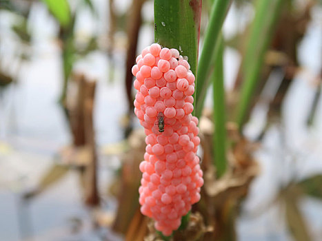 池塘里的物种