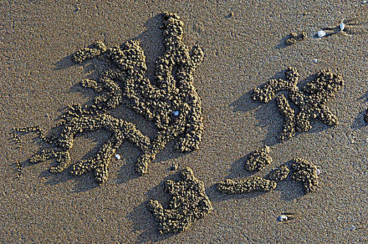 球,沙子,螃蟹,海滩,日落,北领地州,澳大利亚