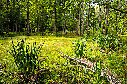 湿地,树林,枯木,水,旗帜,紫色,自然保护区,梅克伦堡州,德国,欧洲