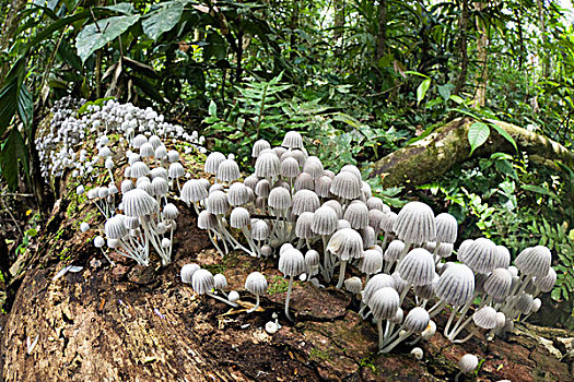 蘑菇,原木上,雨林,塔博帕塔河,秘鲁