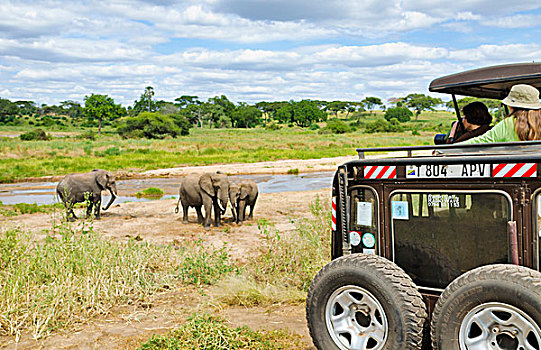 坦桑尼亚,塔兰吉雷国家公园,大象,特写,相遇,旅游,货车,交通工具,河,兴奋,探险